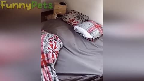 Funny Pets