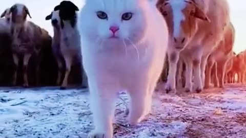 Cat in snow