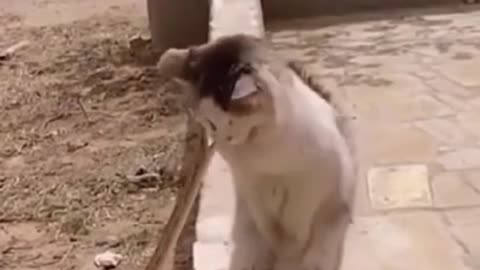 Cats have great reflexes