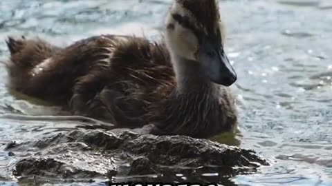 Adorable Ducklings Following Their Mom: A Heartwarming Journey!
