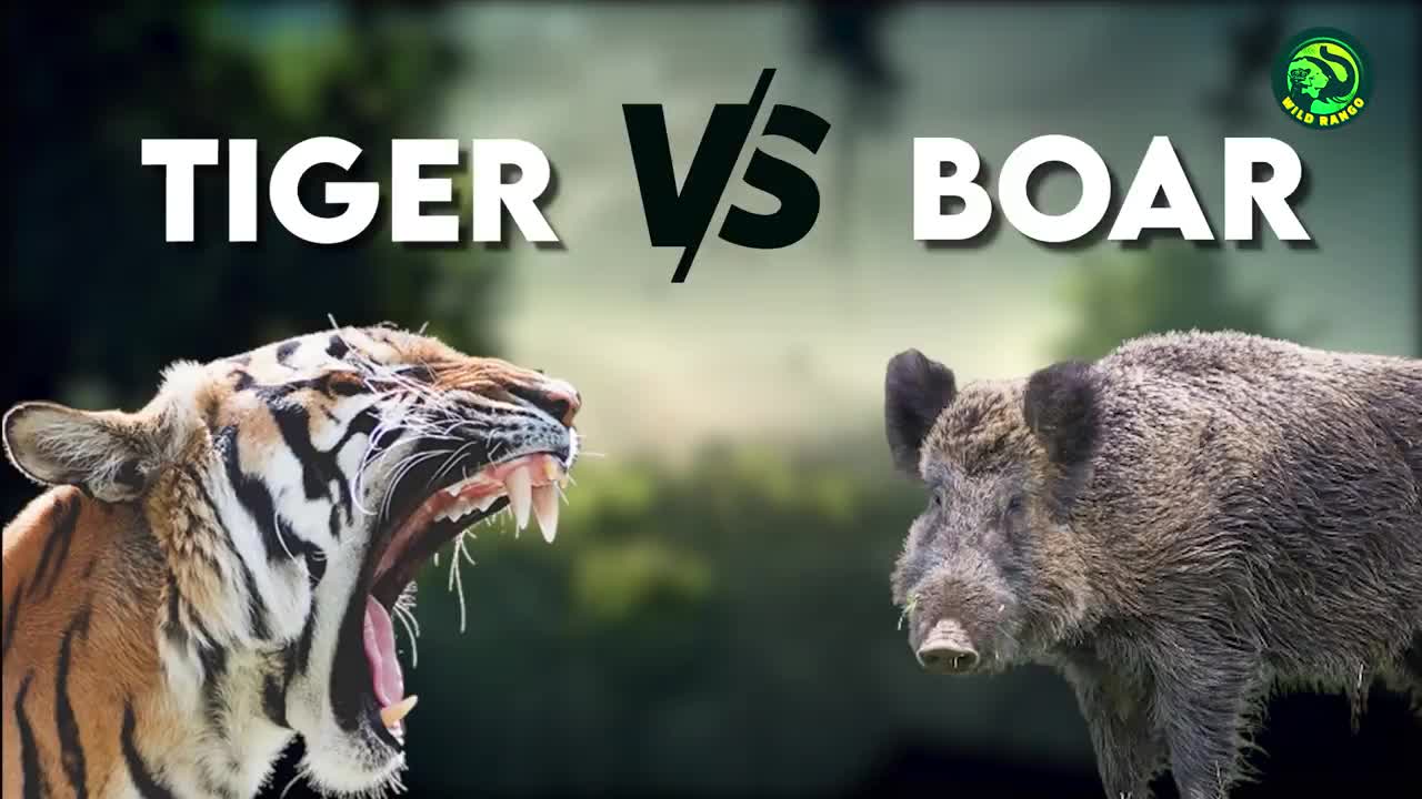 13 Deadliest Tiger Attacks Caught on Camera