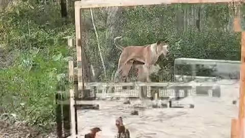 Wild Animals react to seeing themselves in the mirror for the first time.🙇🥹
