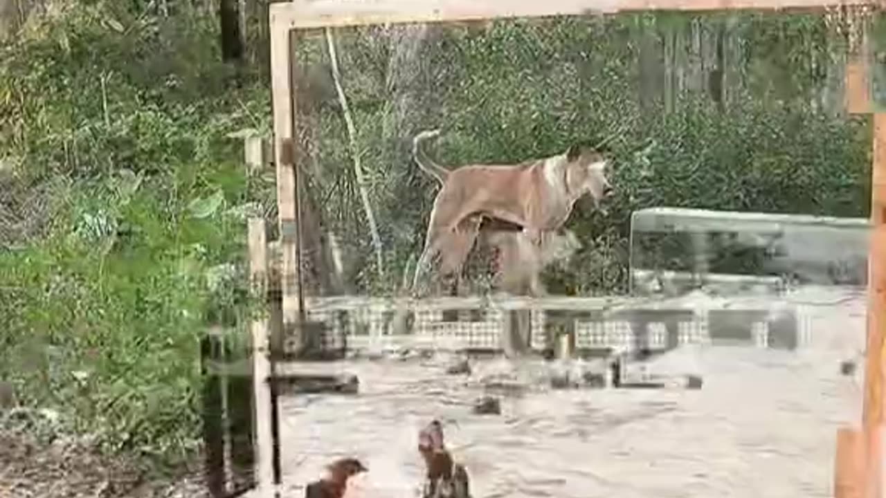 Wild Animals react to seeing themselves in the mirror for the first time.🙇🥹
