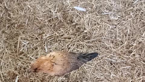 Our Winter Chicken Coop