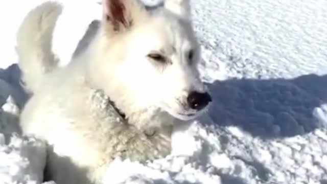 The Dog Jumps in the Ice