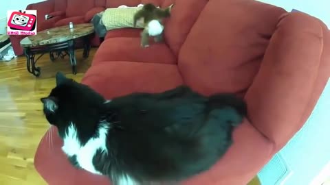 FUNNIEST MONKEYS - Cute And Funny Monkey Videos Compilation [BEST OF]