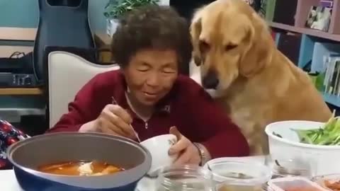 ADVICE FROM OUR DOG