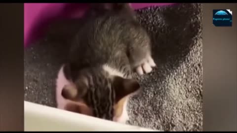 Funny animals