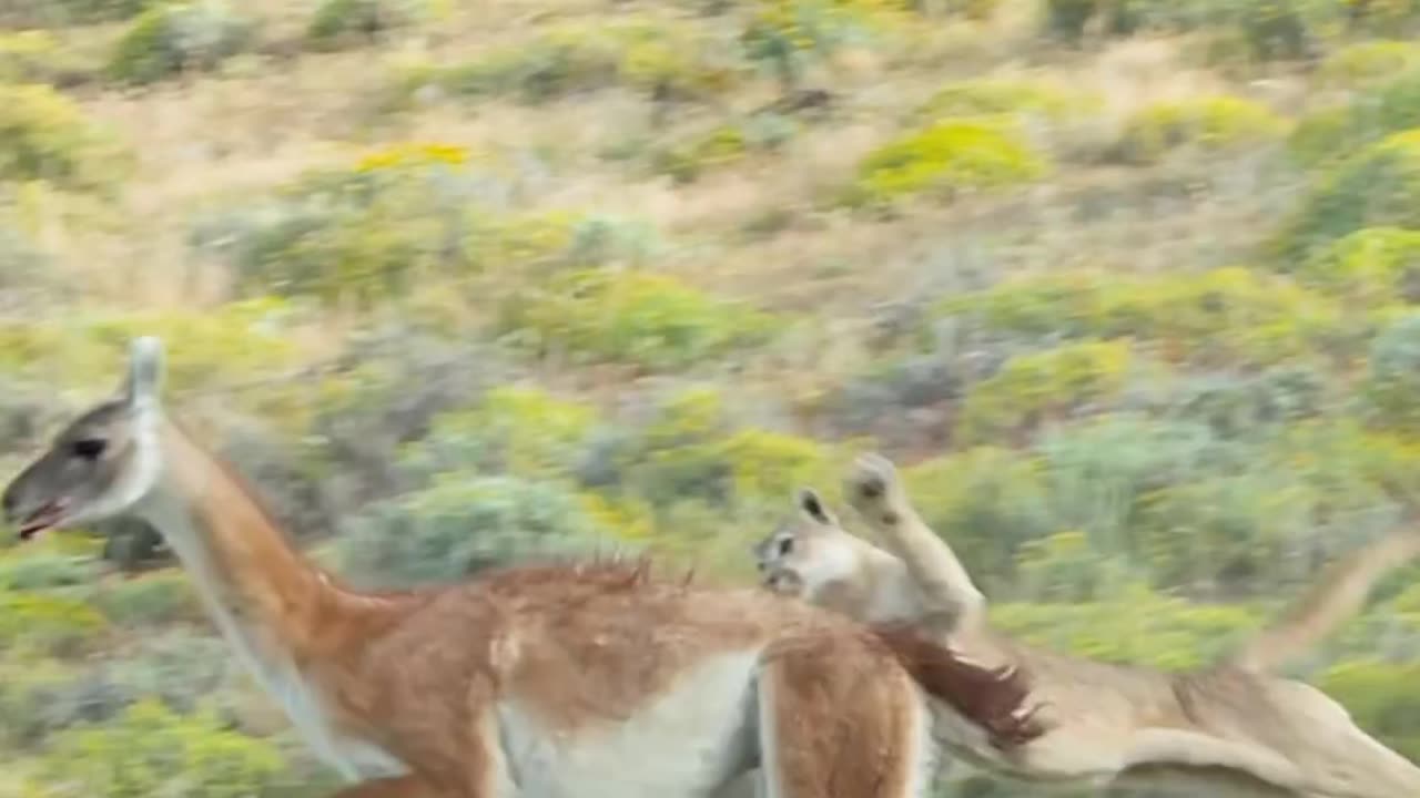 Wildlife with a natural perspective & Funs