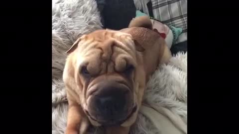 Shar Pei puppy afraid of harmless hairbrush