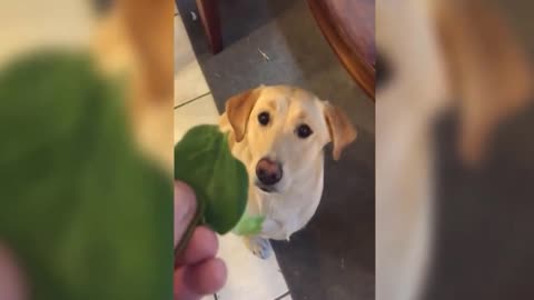 Vegetarian Dog - Best Cute Funny Dogs Videos Ever - Funny Animals