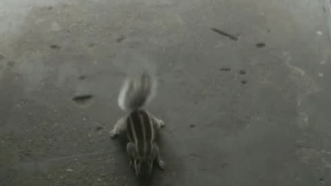 Squirrels activity