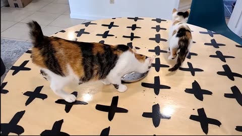 funny animals