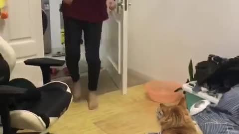 Oh, my baby cats bring me much happiness. We are very good friends. I love them.