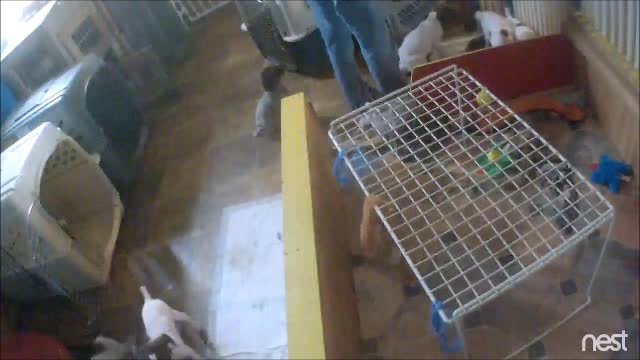 Jager Traumen Kennels - Raising A Litter/Manners