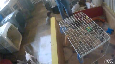 Jager Traumen Kennels - Raising A Litter/Manners