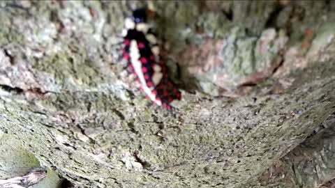 Lots of beautiful scorpions