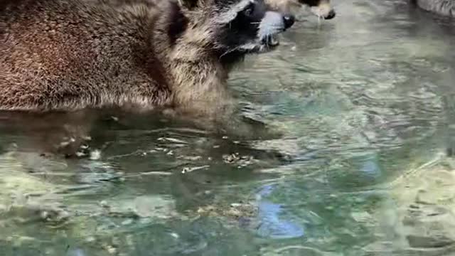 You can tell by a raccoon that he's got a radar on his hand