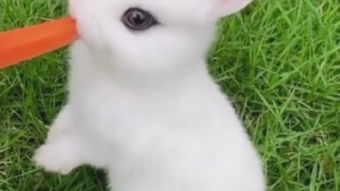 Please help me name the rabbit.