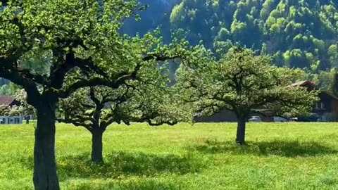 Nature and its view