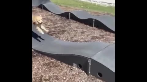 Unleash the Cuteness: Hilarious Golden Retriever Puppies!