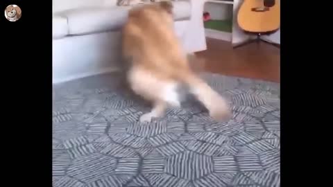 Funniest Animals 🤣 - Best Dogs And Cats Videos 2022 🐶😻