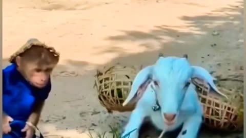 Funny animals