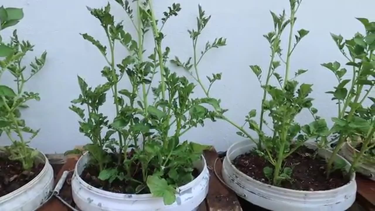 Potatoes🥔 growing in easy simple trick all year round in plastic cont....