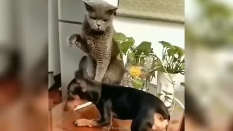 Funny_ANIMALS_videos😊Funniest_CATS😹_and_DOGS🐶_2024(360p)
