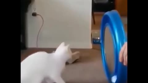cute cat feeling