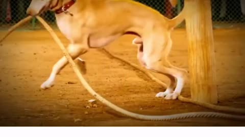 Heart touching video