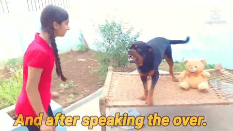 Dogs showing all training skills| well trained dogs| Dog protection skills|