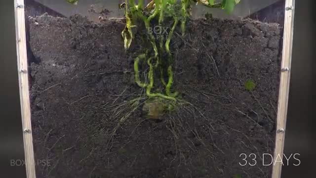 Potato Growing Underground Time Lapse - 92 Days