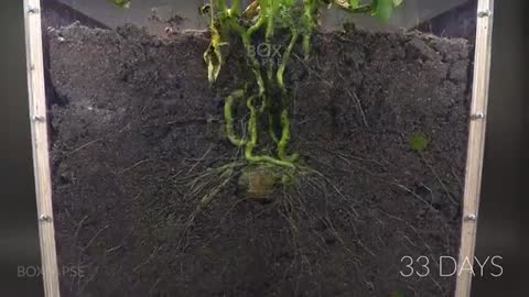 Potato Growing Underground Time Lapse - 92 Days