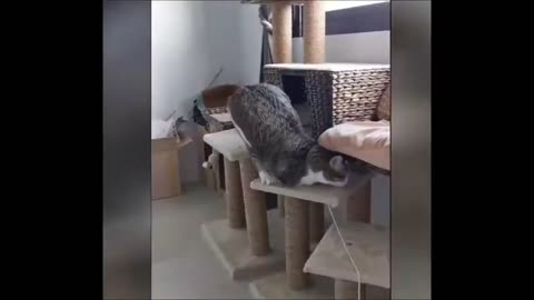 VERY BEST FUNNIEST ANIMALS Funny Animal Videos