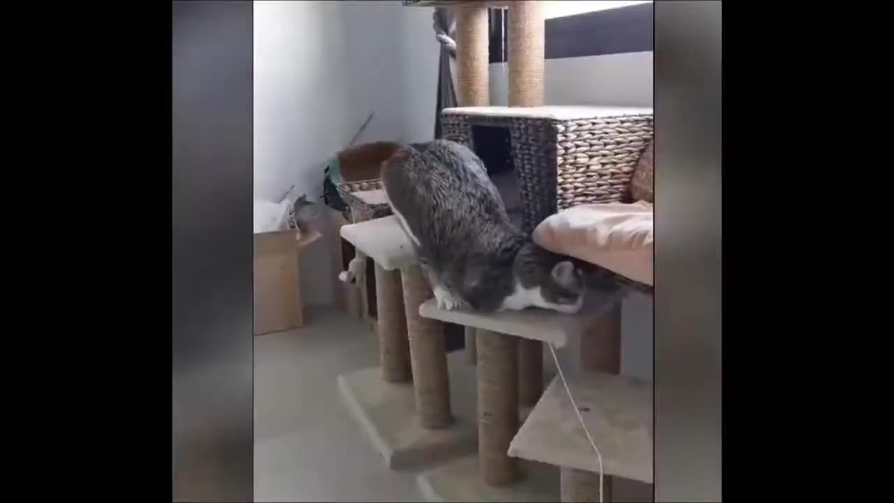 VERY BEST FUNNIEST ANIMALS Funny Animal Videos