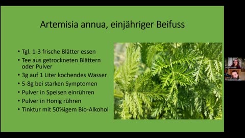 Artemisia annua