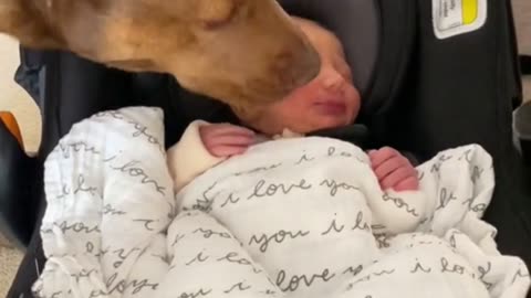 Dog welcomes new family member ♥️🐕
