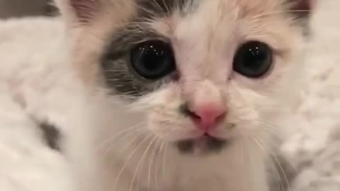 Love Pets