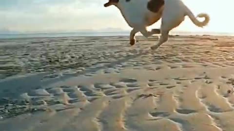 ONLINE Dog Training! Step by Step !!!! Easy and Fast!