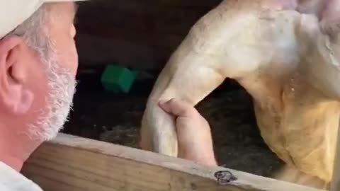 Kangaroo With Pure Muscle!!!