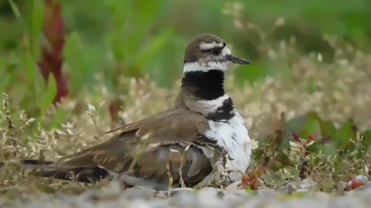 Witness the Fascinating Journey of Baby Killdeer in 'The March of Adorableness