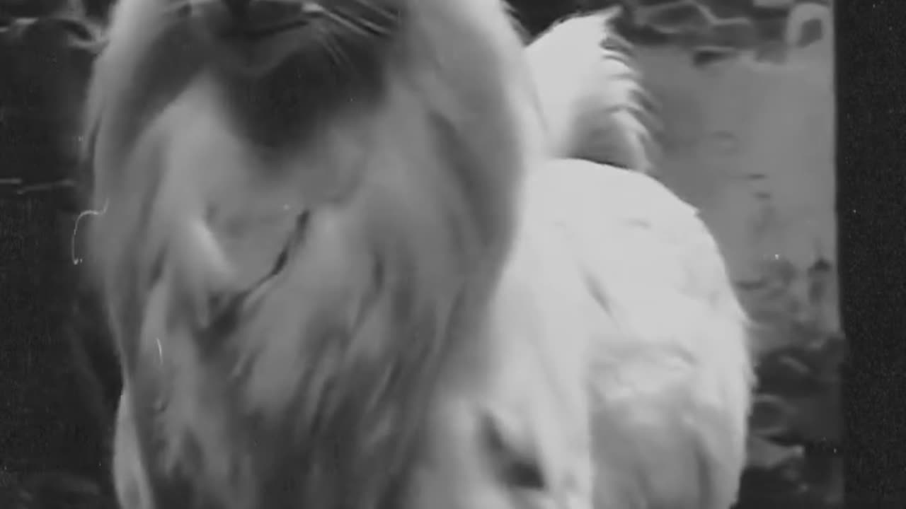 strange creatures that were caught on camera