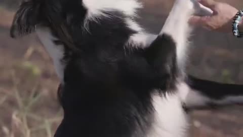 Dog training