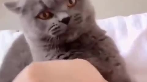 My cute cat is doing so naughty activities