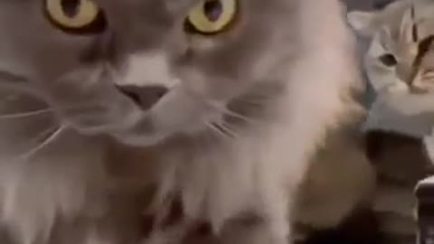 Baby cats - OMG So Cute Cats - Best Funny Cat Videos - Aww animals