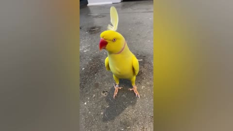 Funny Parrots to Adopt