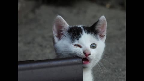I love Cute Kittens || Funny Cats and Kittens
