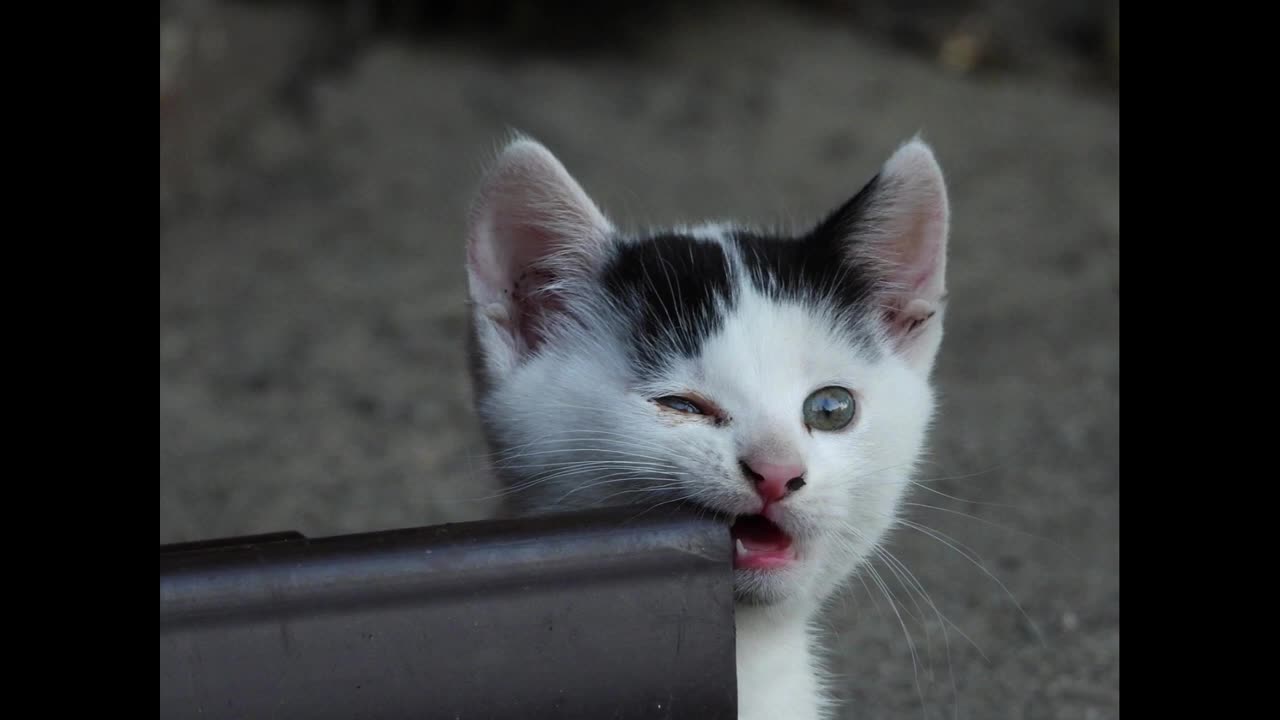 I love Cute Kittens || Funny Cats and Kittens
