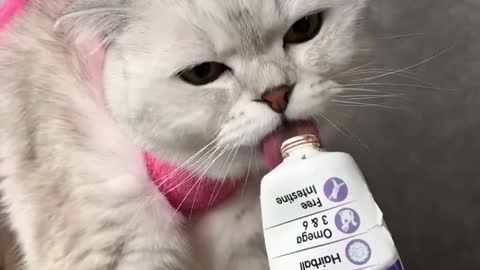 How to trim your cat`s claws
